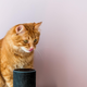 Image for article titled 11 Pieces of Pet Tech That Prove God Has Abandoned Us